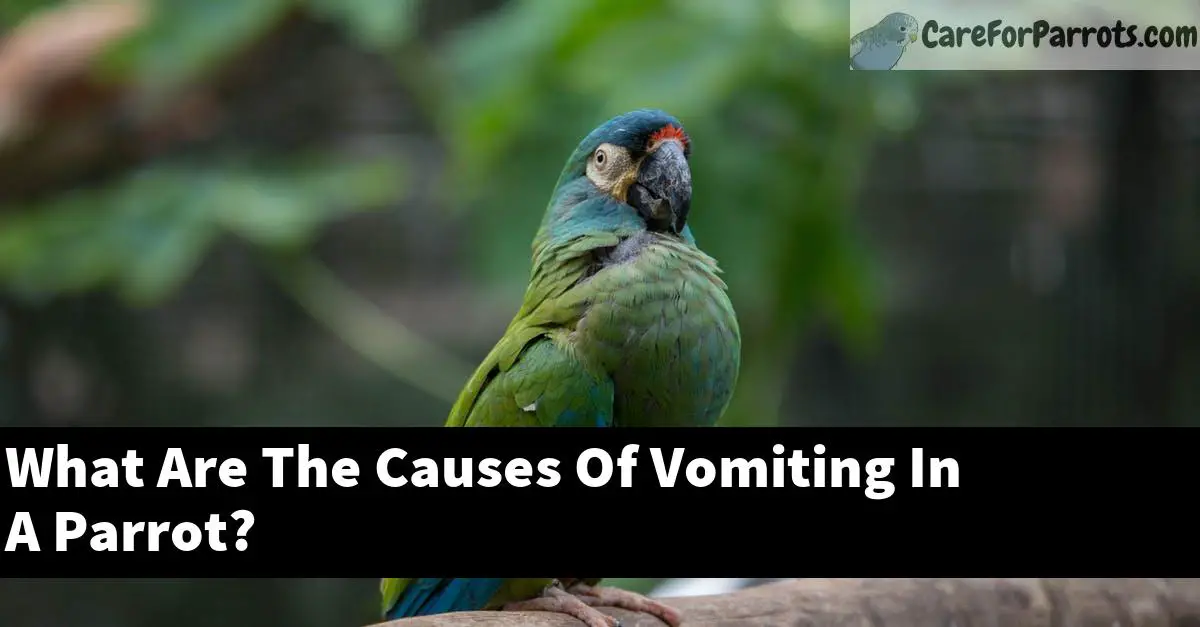 What Are The Causes Of Vomiting In A Parrot?