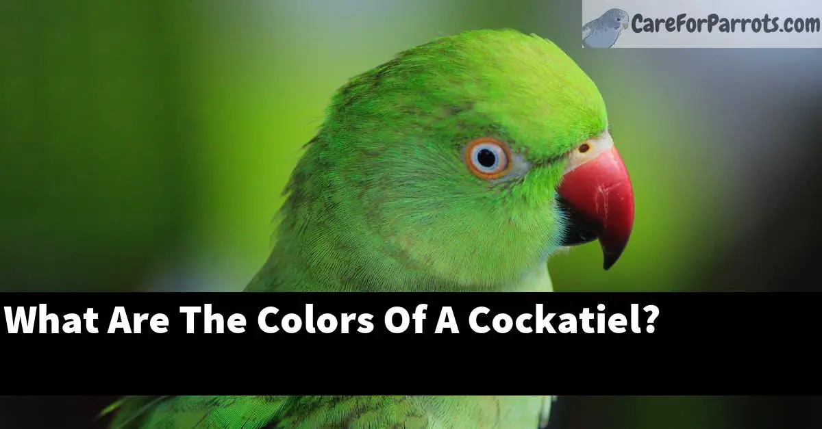 What Are The Colors Of A Cockatiel?