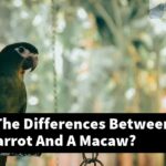 What Are The Differences Between An Amazon Parrot And A Macaw?
