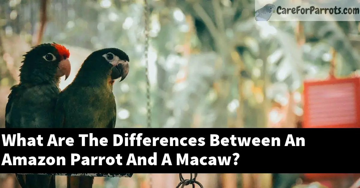 What Are The Differences Between An Amazon Parrot And A Macaw?