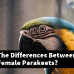 What Are The Differences Between Male And Female Parakeets?