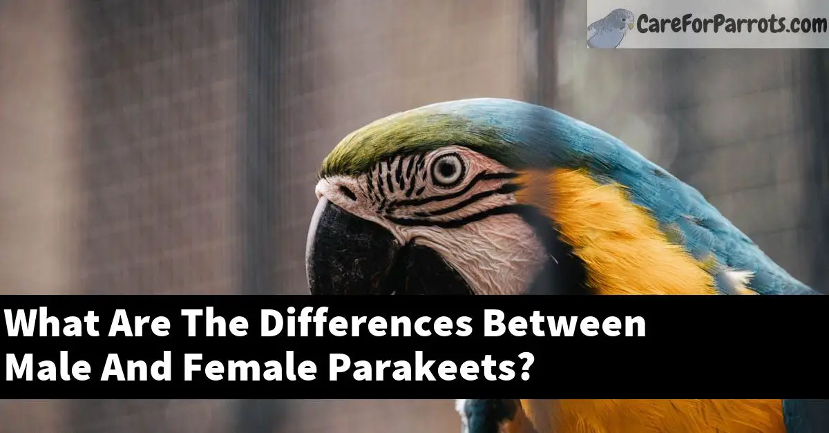 What Are The Differences Between Male And Female Parakeets?