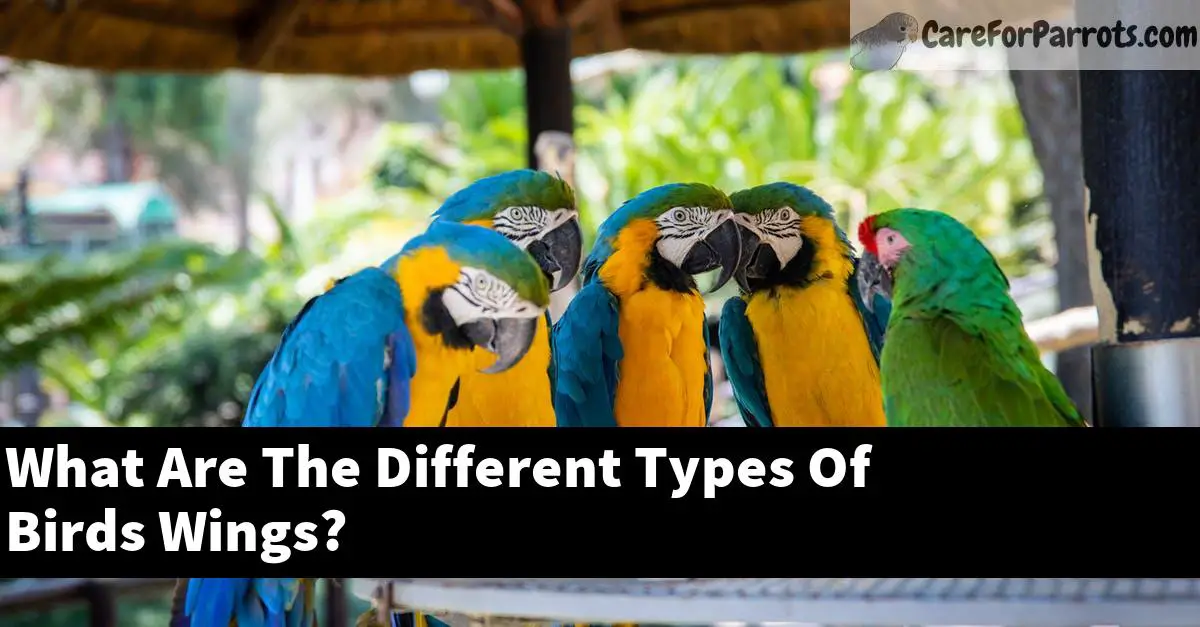 What Are The Different Types Of Birds Wings?