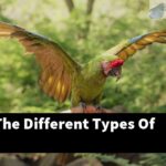 What Are The Different Types Of Conures?