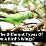 What Are The Different Types Of Feathers On A Bird'S Wings?