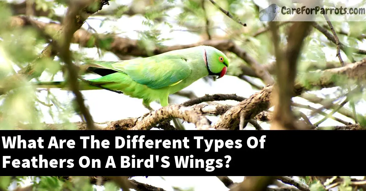 What Are The Different Types Of Feathers On A Bird'S Wings?