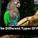 What Are The Different Types Of Pin Feathers?
