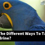 What Are The Different Ways To Talk To Alexandrine?