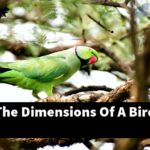 What Are The Dimensions Of A Bird'S Talons?