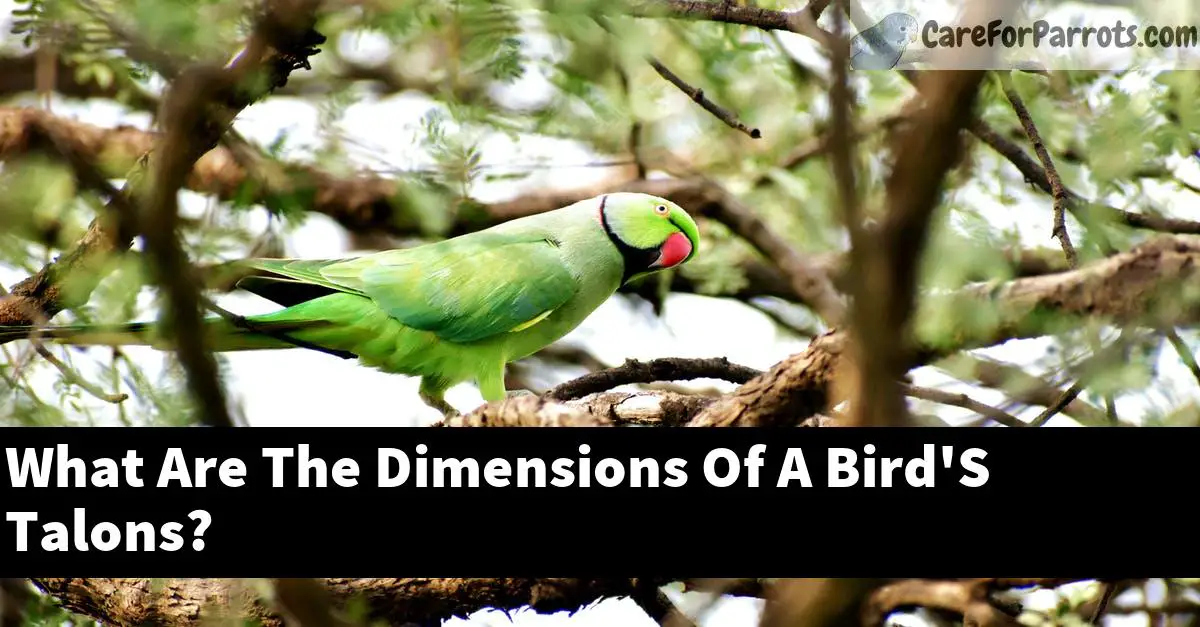 What Are The Dimensions Of A Bird'S Talons?