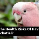 What Are The Health Risks Of Having A White Cockatiel?