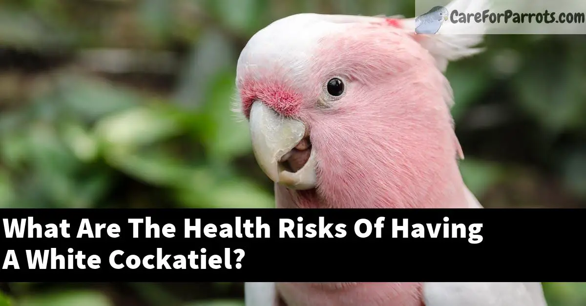 What Are The Health Risks Of Having A White Cockatiel?