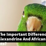 What Are The Important Differences Between Alexandrine And African Grey Parrots?