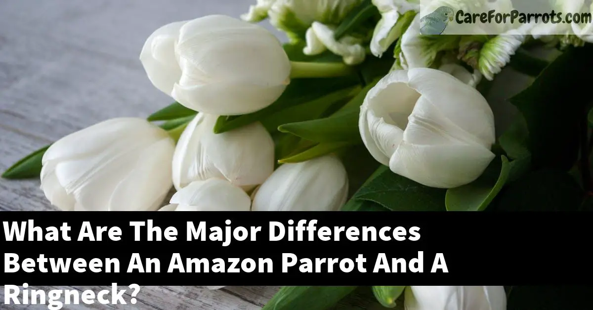 What Are The Major Differences Between An Amazon Parrot And A Ringneck?