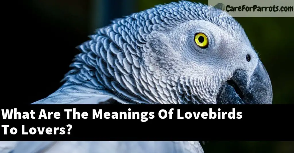 What Are The Meanings Of Lovebirds To Lovers? Care For Parrots