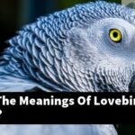 What Are The Meanings Of Lovebirds To Lovers?