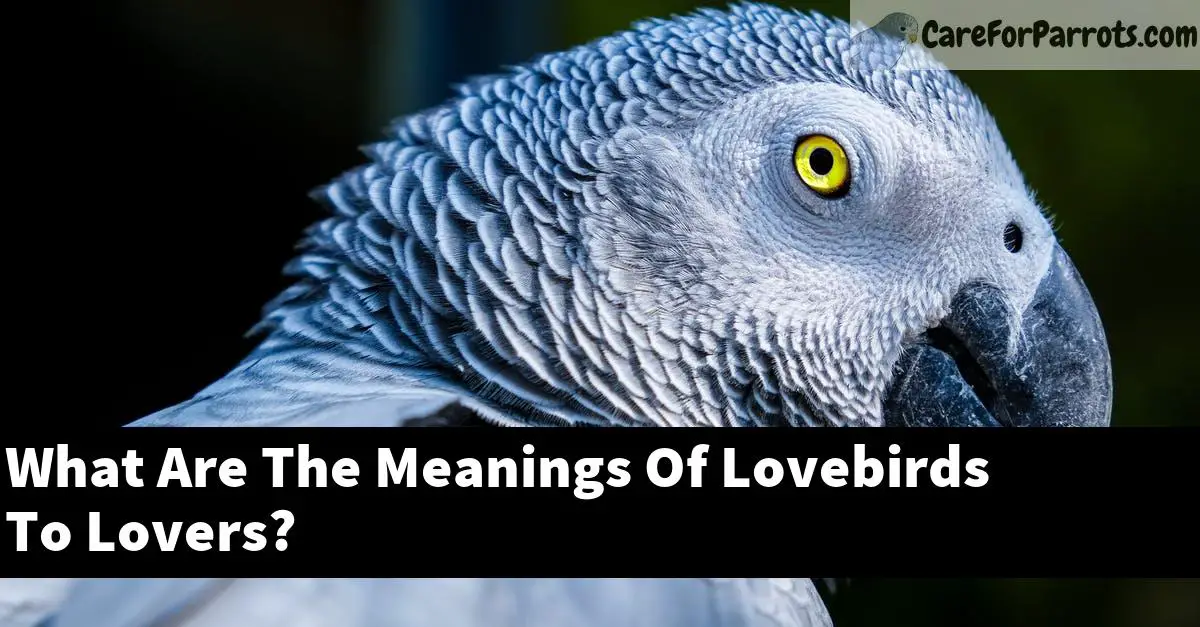 What Are The Meanings Of Lovebirds To Lovers?