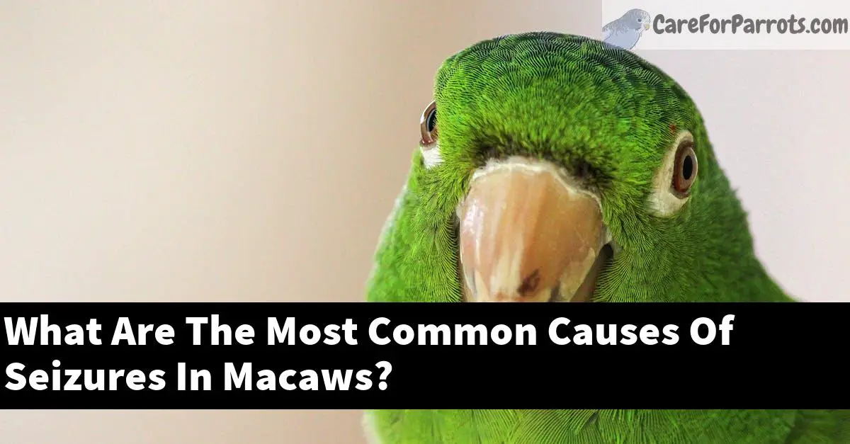What Are The Most Common Causes Of Seizures In Macaws?