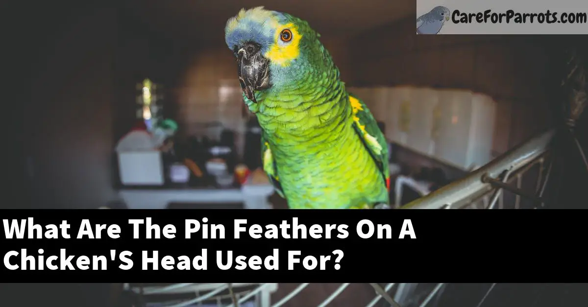 What Are The Pin Feathers On A Chicken'S Head Used For? Care For Parrots