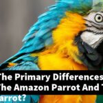 What Are The Primary Differences Between The Amazon Parrot And The Eclectus Parrot?