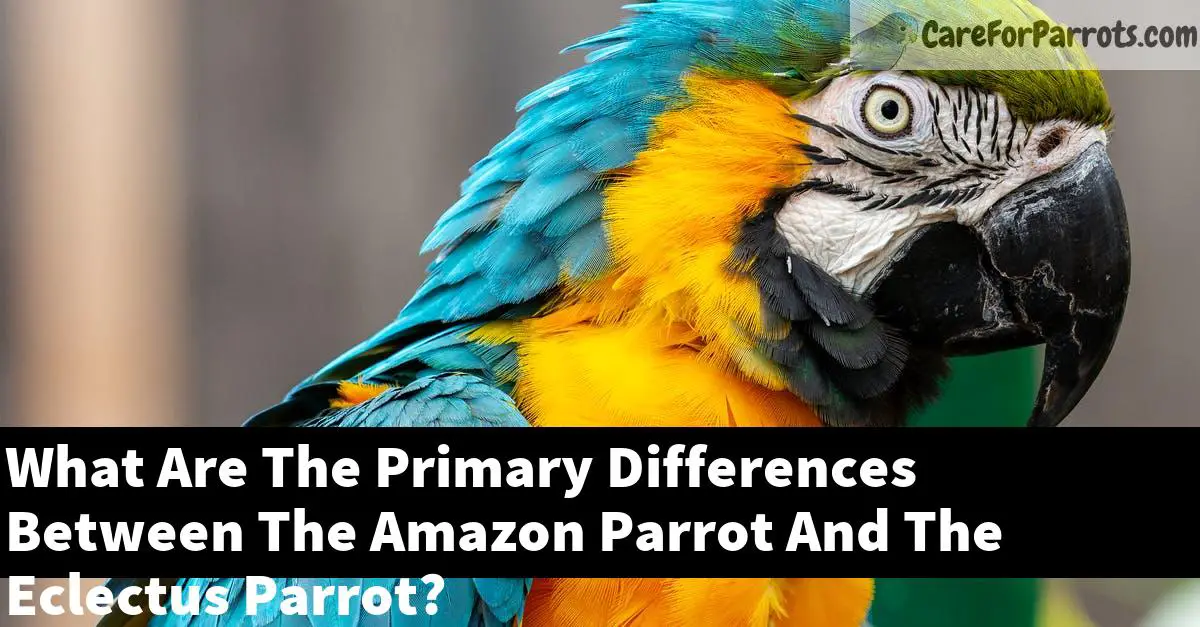 What Are The Primary Differences Between The Amazon Parrot And The Eclectus Parrot?