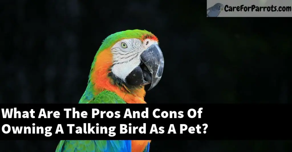 What Are The Pros And Cons Of Owning A Talking Bird As A Pet? Care