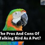 What Are The Pros And Cons Of Owning A Talking Bird As A Pet?