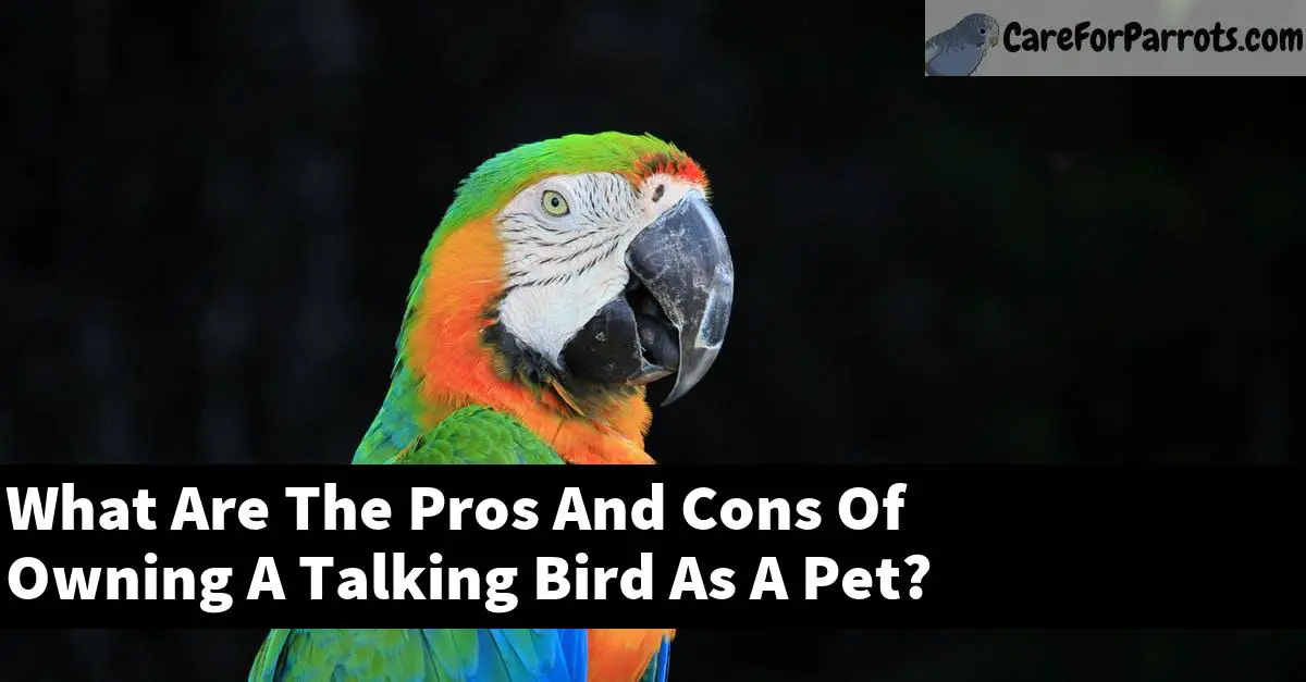 What Are The Pros And Cons Of Owning A Talking Bird As A Pet?