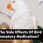 What Are The Side Effects Of Bird Anti-Inflammatory Medication?