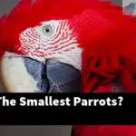 What Are The Smallest Parrots?