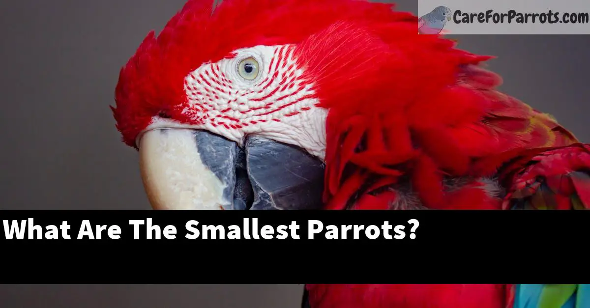 What Are The Smallest Parrots?