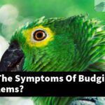 What Are The Symptoms Of Budgie Foot Problems?