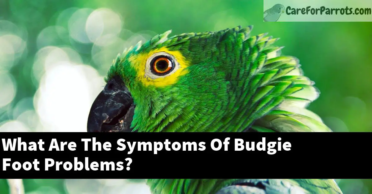 What Are The Symptoms Of Budgie Foot Problems?