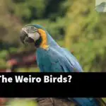 What Are The Weiro Birds?