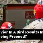 What Behavior In A Bird Results In Feathers Being Preened?