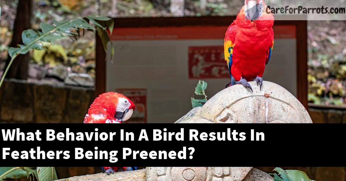 What Behavior In A Bird Results In Feathers Being Preened?