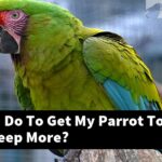 What Can I Do To Get My Parrot To Eat And Sleep More?