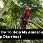 What Can I Do To Help My Amazon Parrot Stop Diarrhea?