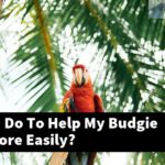 What Can I Do To Help My Budgie Breathe More Easily?