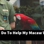 What Can I Do To Help My Macaw With Diarrhea?