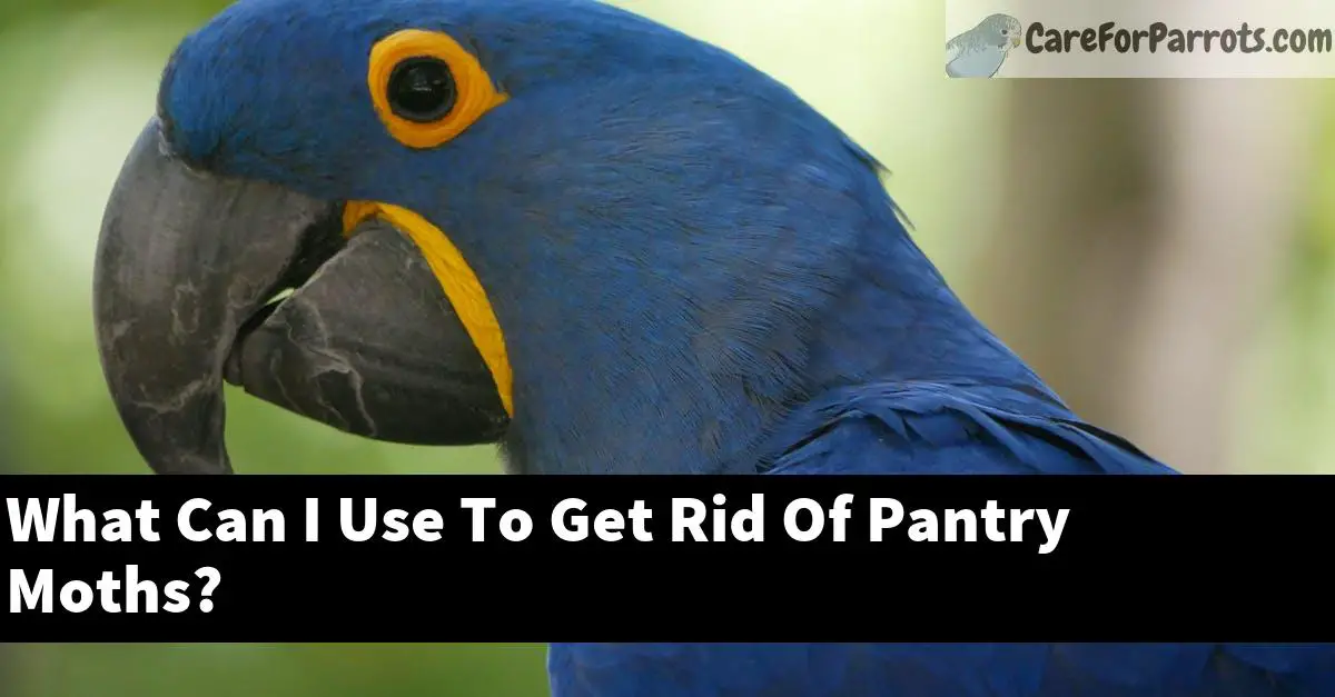 What Can I Use To Get Rid Of Pantry Moths?