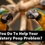 What Can You Do To Help Your Macaw'S Watery Poop Problem?