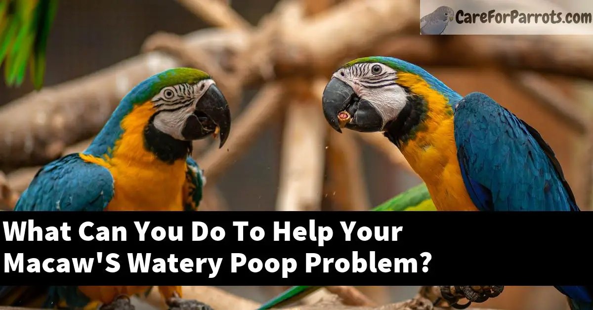 What Can You Do To Help Your Macaw'S Watery Poop Problem?