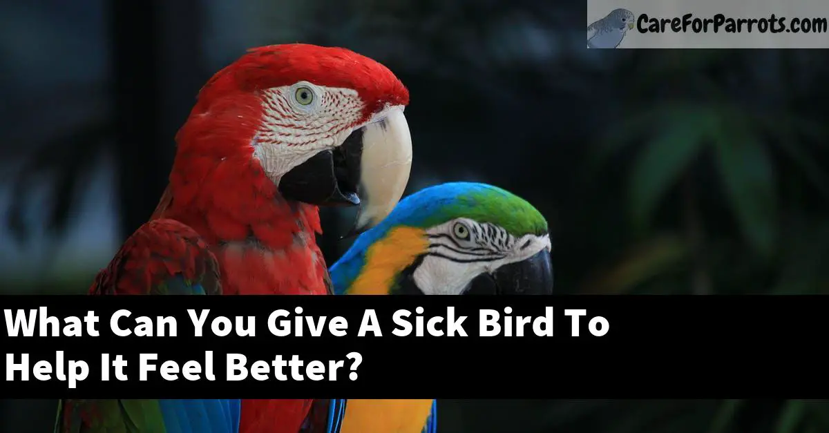 What Can You Give A Sick Bird To Help It Feel Better?