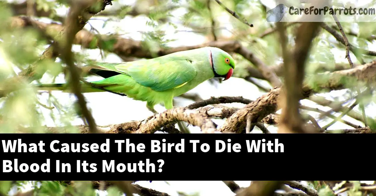What Caused The Bird To Die With Blood In Its Mouth?