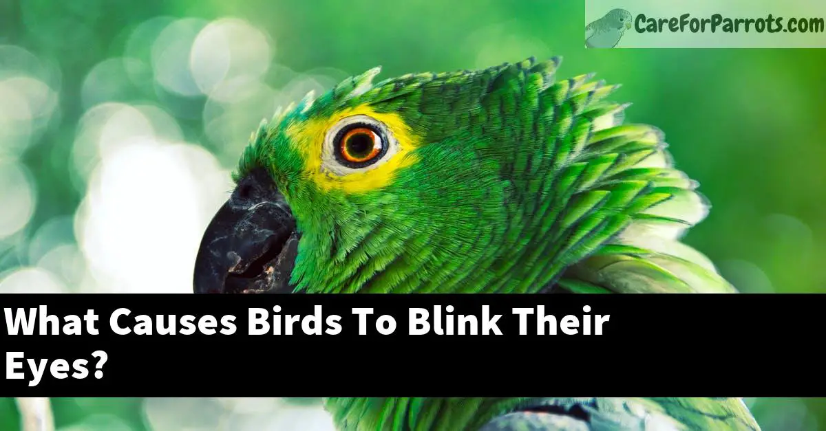 What Causes Birds To Blink Their Eyes?