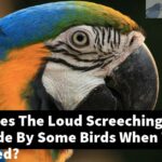 What Causes The Loud Screeching Sound Made By Some Birds When They Are Startled?