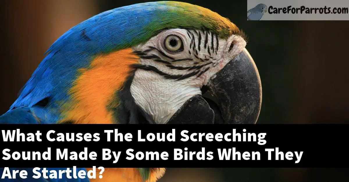 What Causes The Loud Screeching Sound Made By Some Birds When They Are Startled?