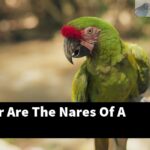 What Color Are The Nares Of A Macaw?