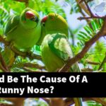 What Could Be The Cause Of A Macaw'S Runny Nose?